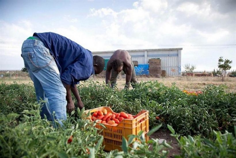 migranti in agricoltura